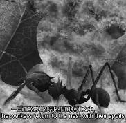 开云平台-DRX横扫MAD，Jankos极限生还后反打强强对话入围赛，点燃全场激情的简单介绍